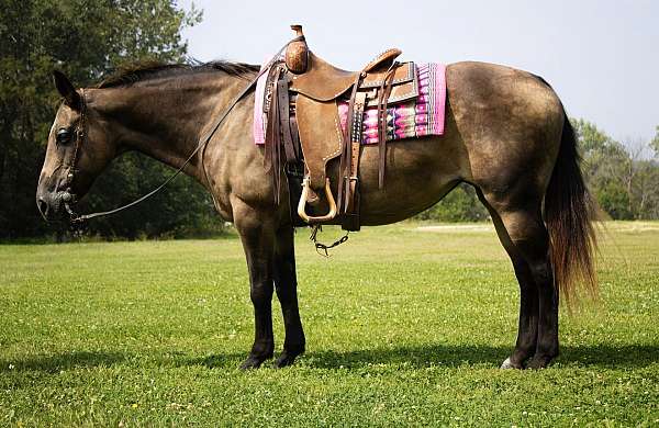 all-around-quarter-horse
