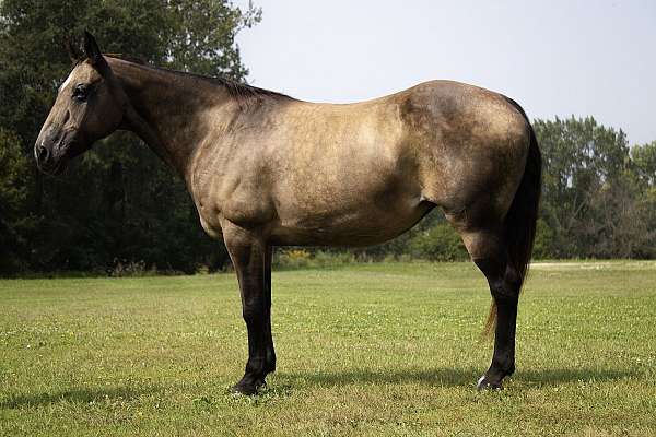 beginner-quarter-horse