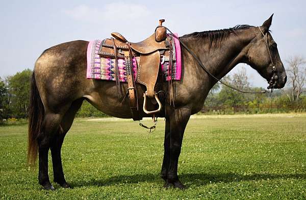 flashy-quarter-horse