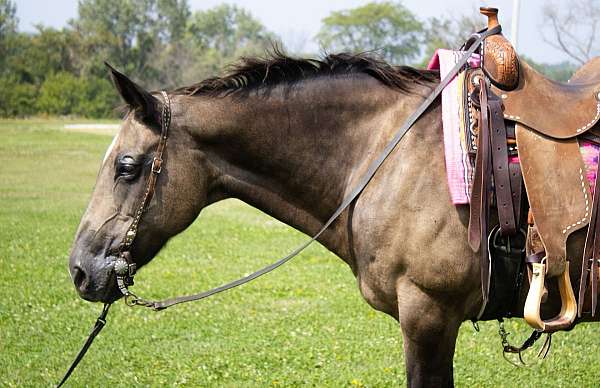 husband-safe-quarter-horse