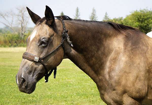 kid-safe-quarter-horse