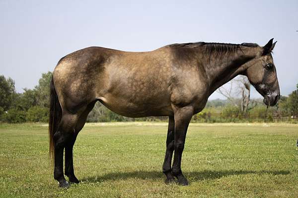 athletic-quarter-horse
