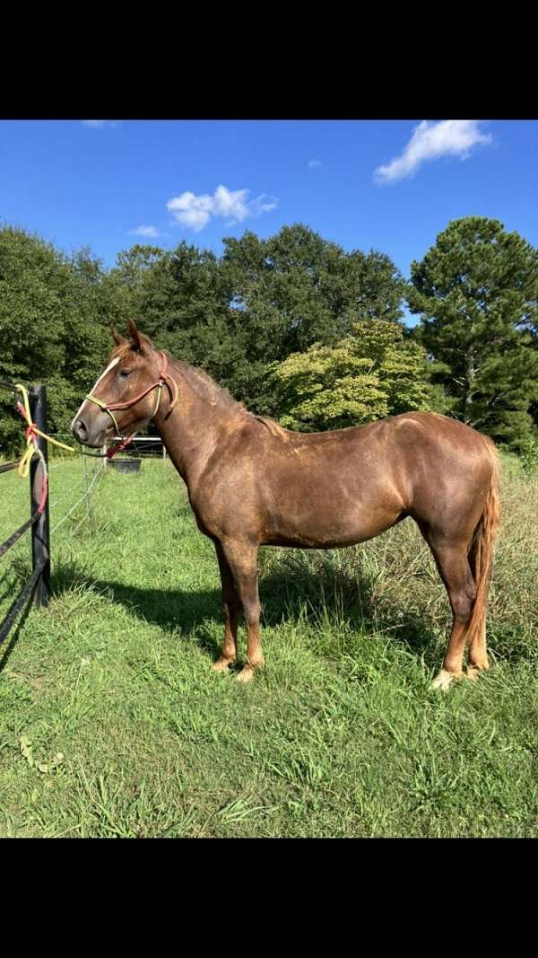 filly