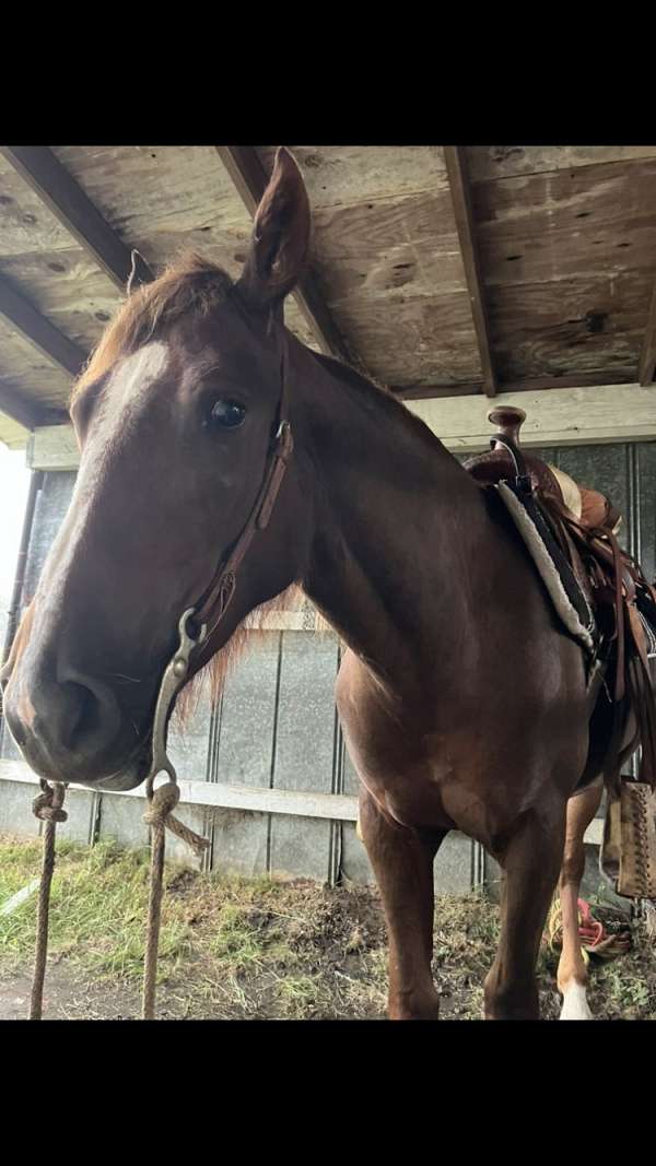 cross-draft-horse