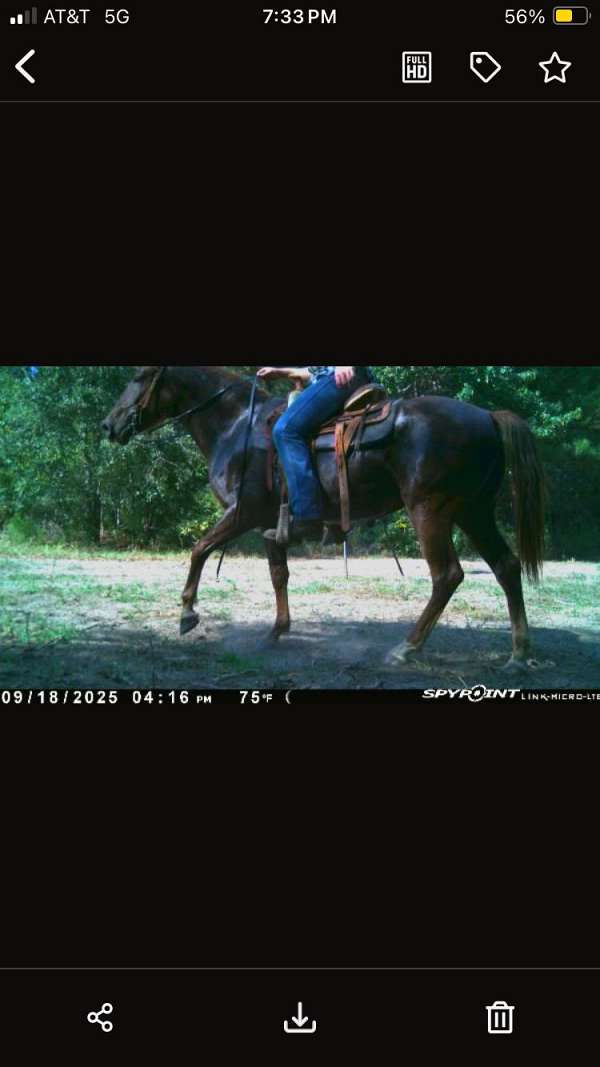 cross-draft-filly