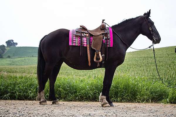 all-around-draft-horse