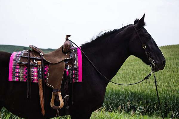 lesson-draft-horse