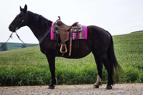 husband-safe-draft-horse