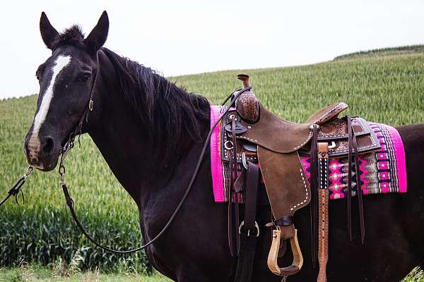 ridden-western-draft-horse