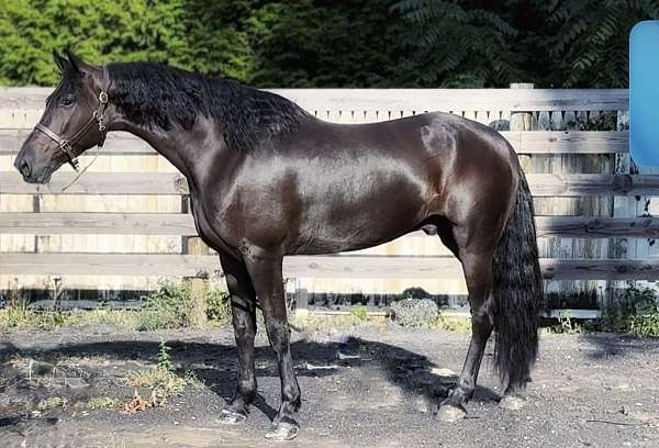 all-around-friesian-horse