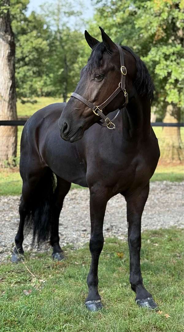 dressage-friesian-horse