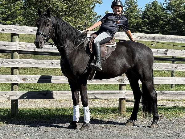 english-pleasure-friesian-horse