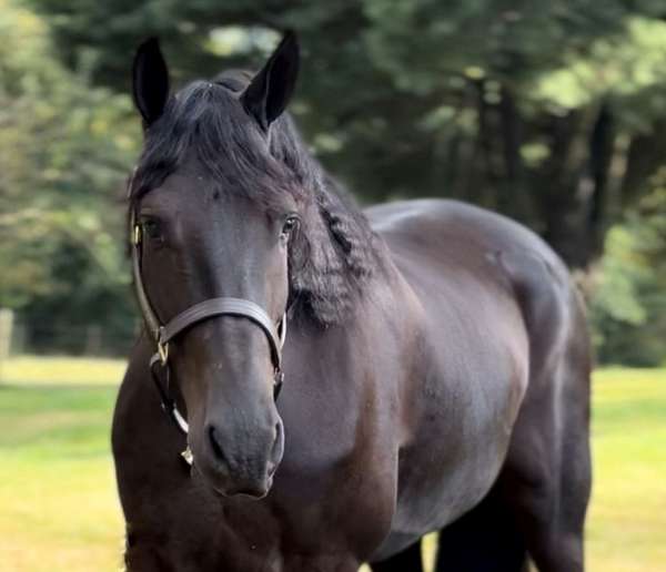 equitation-friesian-horse