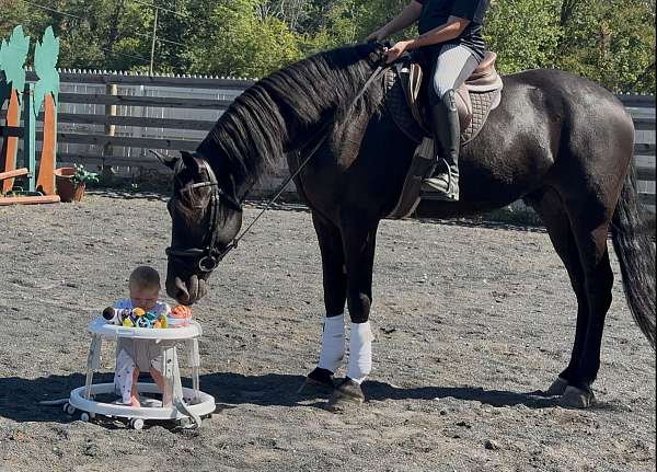 athletic-friesian-horse