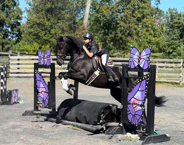 hunt-seat-equitation-friesian-horse