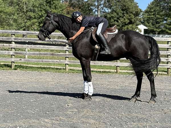 hunter-friesian-horse