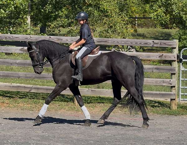 flashy-friesian-horse
