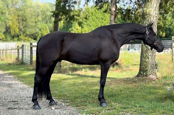 hunter-under-saddle-friesian-horse