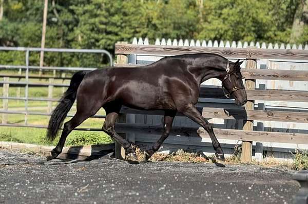jumper-friesian-horse