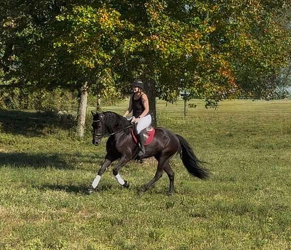 jumping-friesian-horse
