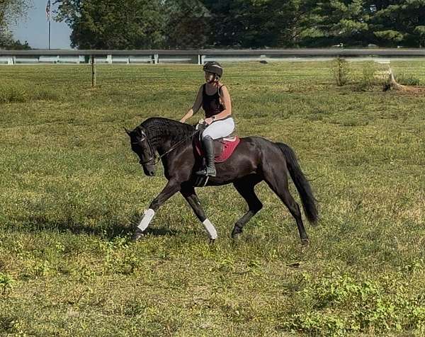 ridden-english-friesian-horse