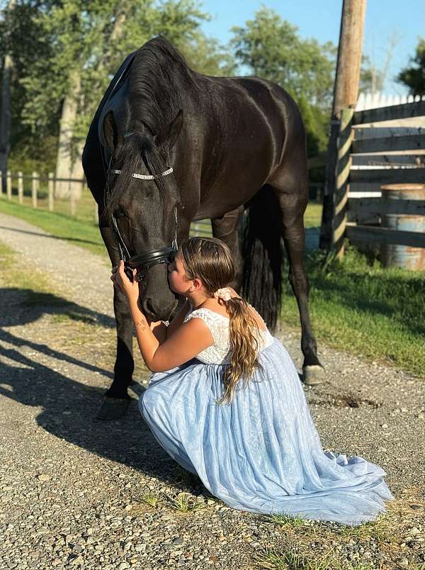 ridden-western-friesian-horse