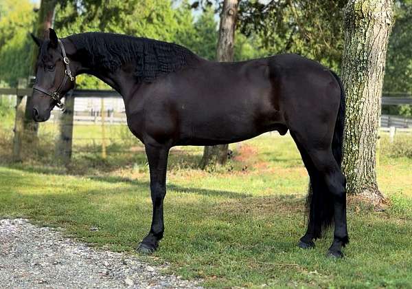 show-jumping-friesian-horse