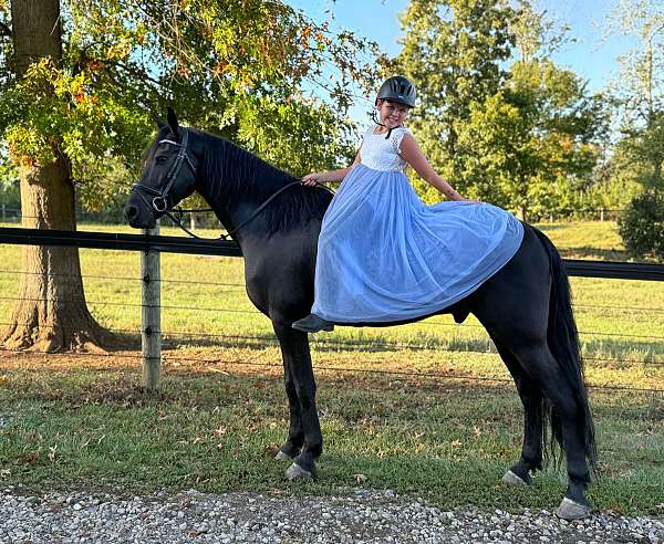 sporthorse-friesian-horse