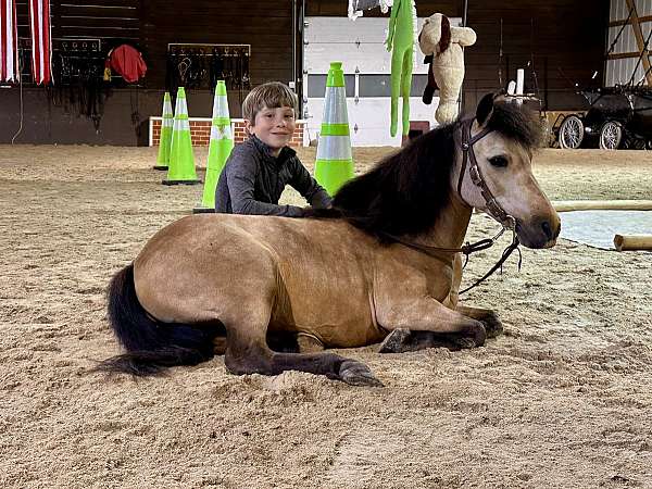buckskin-mini-miniature-pony