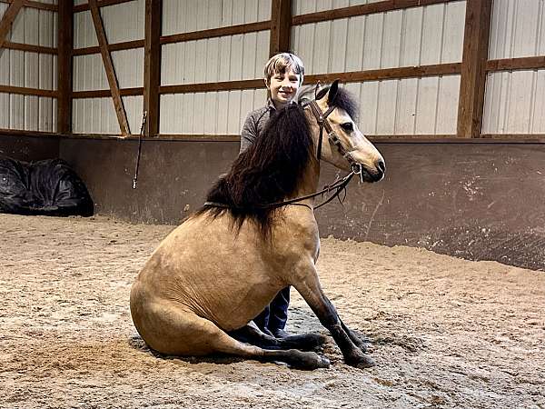 penning-miniature-pony