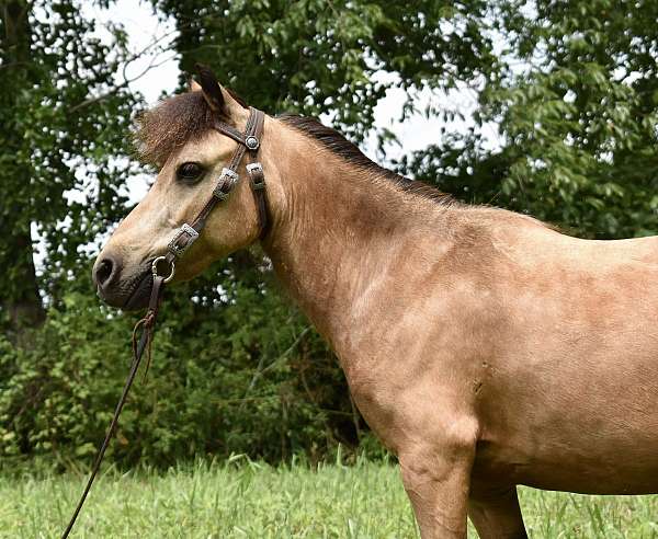 trail-r-miniature-pony