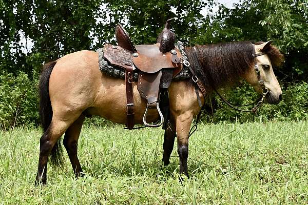 buckskin-mini-pony