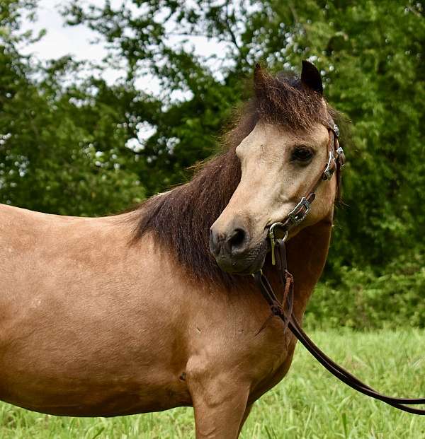 buckskin-mini-gelding