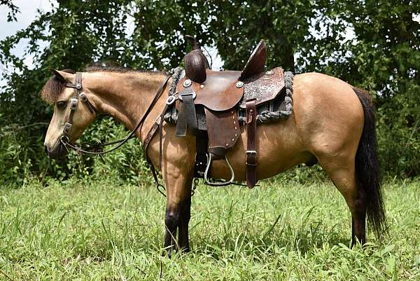 buckskin-trail-r-pony
