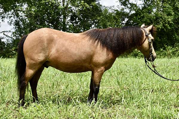 buckskin-miniature-pony