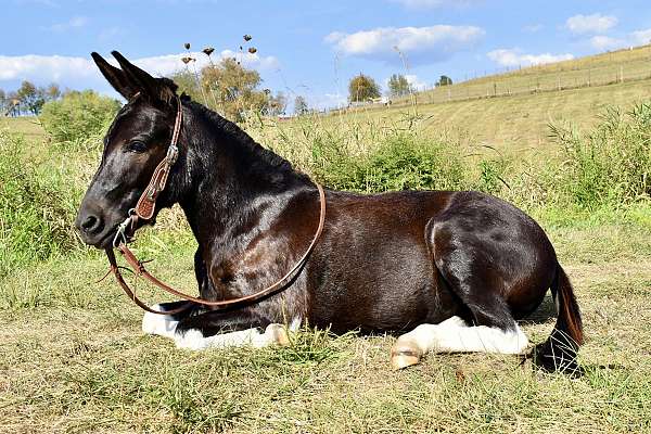 trick-trained-mule-mare