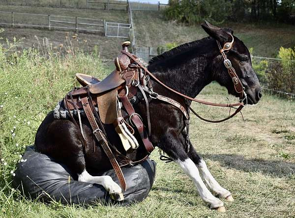 kid-safe-mule-mare