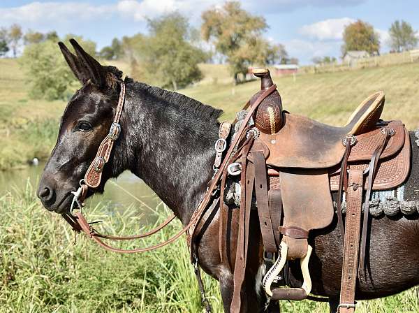 black-4-white-legs-horse