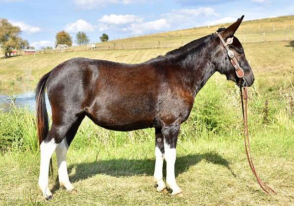 kid-safe-mule