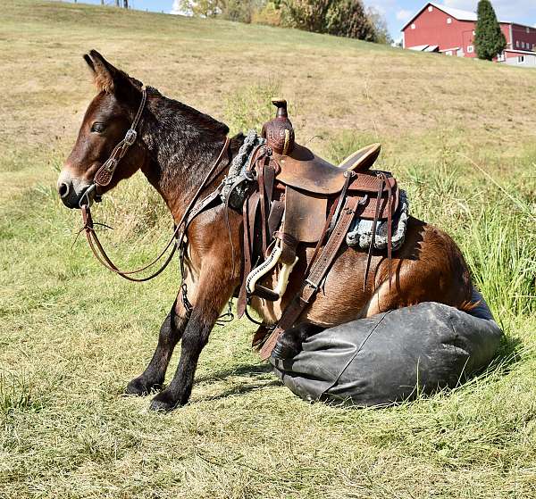 riding-mini-mule