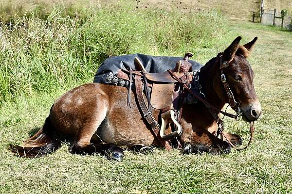 kid-safe-mule-gelding
