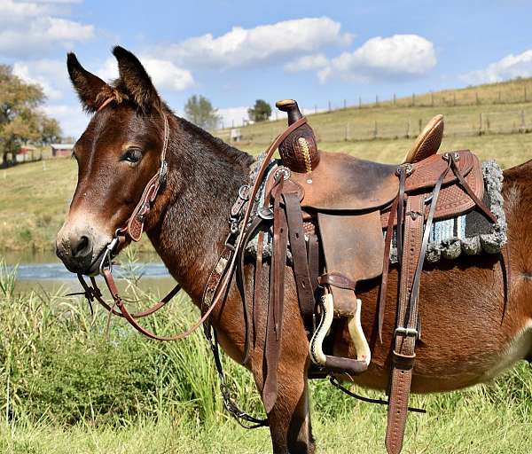 riding-mini-mule-gelding