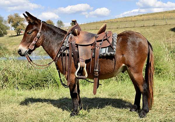 mini-mule