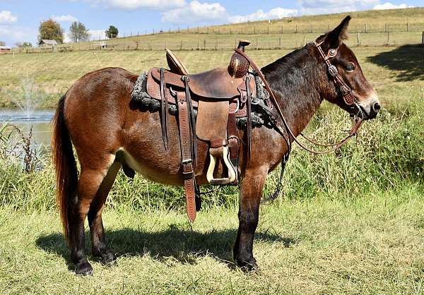 trick-trained-mule