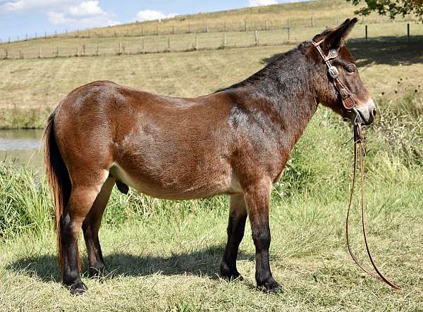 driving-mule