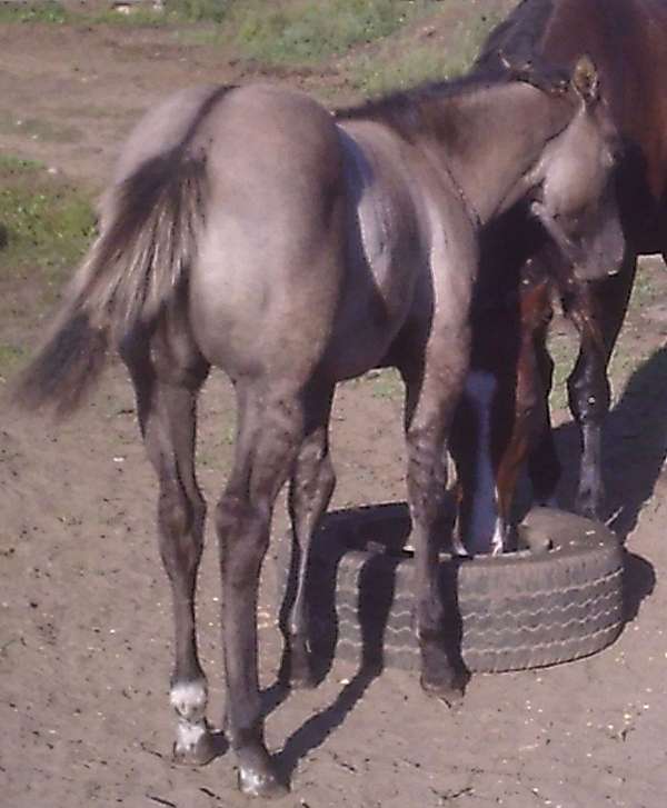 blue-grulla-hind-pasterns-white-horse