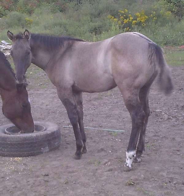 breeding-ranch-versatility-quarter-horse