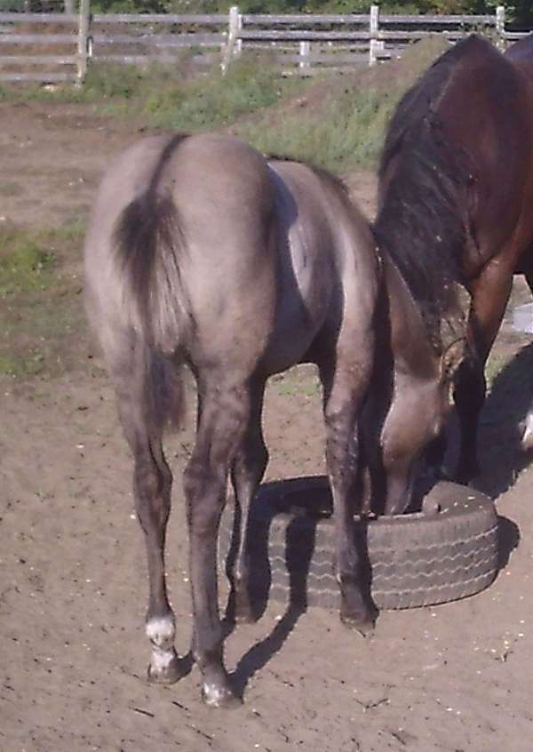 and-ranch-filly