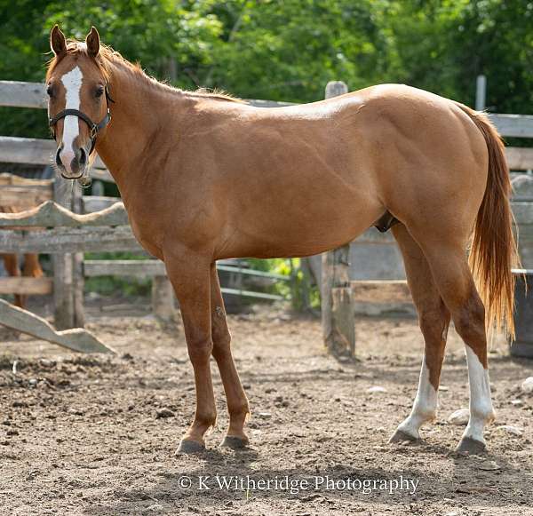 blaze-socks-on-hind-legs