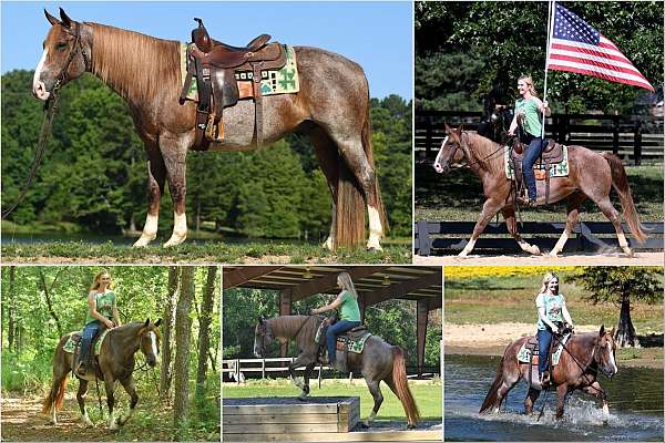 kid-safe-quarter-horse